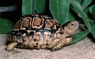 Turtle plant leaves black brown - a turtle free wallpaper