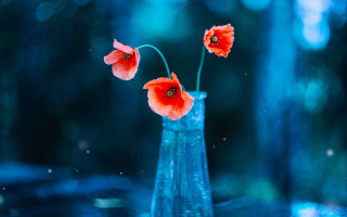 Vase three red flowers forest - three red flower free wallpaper