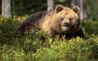 Brown bear forest walking open - a brown bear free wallpaper