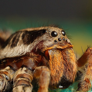 Spider closeup green surface blurry - clovis trouille free wallpaper