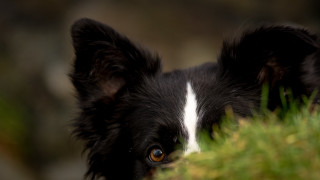 Black white dog white spot - focus free wallpaper