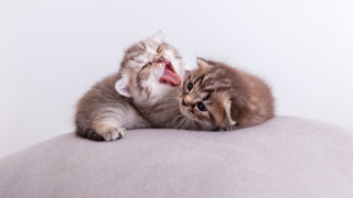 Kitten yawning blueeyes pillow photorealistic - its mouth open free wallpaper