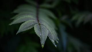 Green leaf water droplets macro 17 - water droplet free wallpaper