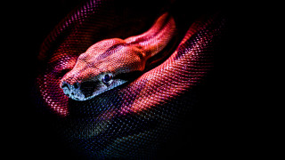Red snake cobra planet starry - daniel lieske free wallpaper