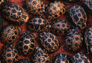 Turtle shells red surface black - smaller free wallpaper