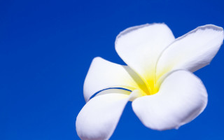 White flower blue sky macro 2 - minimalism free wallpaper
