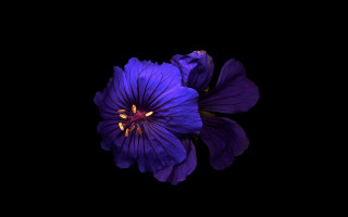 Purple flower yellow center dark - a yellow center in the middle free wallpaper