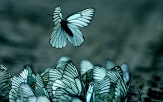 Butterflies field grass dirt dark - a group of butterflies free wallpaper