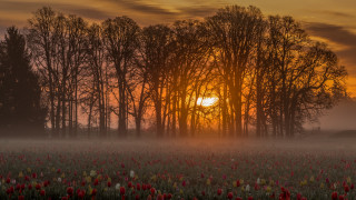 Sunset forest autumn leaves bush - sunrise free wallpaper