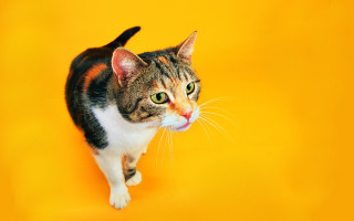 Cat surprised orange gradient sunset - a stock photo free wallpaper