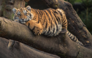 Tiger cub sitting on branch - a tiger cub free wallpaper
