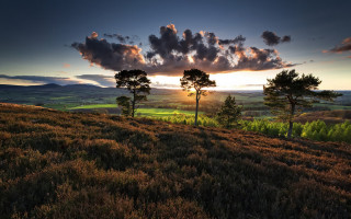 Sunset grassy hill trees rolling - rolling free wallpaper