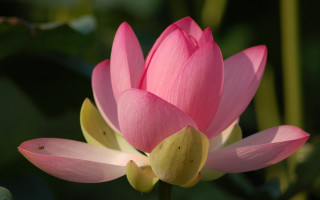 Pink flower yellow stamens macro 3 - petal free wallpaper