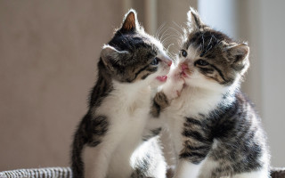 Kittens playing basket touching face - the others face free wallpaper