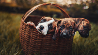 Three dogs basket grass elk - a black nose free wallpaper