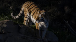 Tiger rocky hillside dark backlit - a tiger free wallpaper