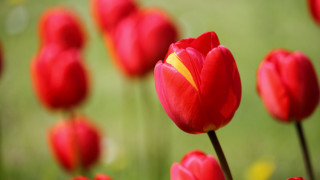 Red flower yellow center bokeh - red flower free wallpaper