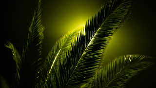 Green palm leaves night fireworks - free light wallpaper