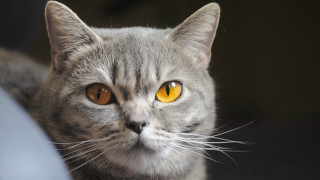 Cat yellow eyes serious look 3 - its face and chest free wallpaper