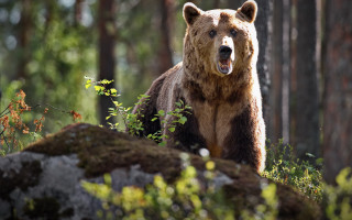 Brown bear forest rock primivitism - a brown bear free wallpaper