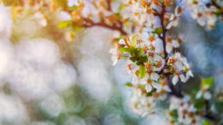 White flower branch bokeh green - a branch of a tree free wallpaper