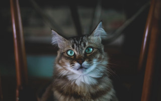 Black cat blue eyes sad - symmetrical eye free wallpaper