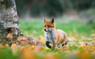 Red fox running forest autumn - the ground and a tree in the background free wallpaper