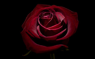 Red rose dark stem 3d - a red rose free wallpaper for desktop