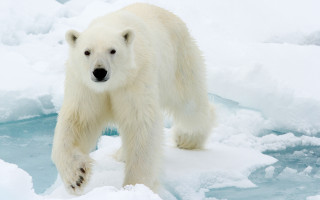Polar bear ice snow outdoors - a polar bear free wallpaper