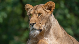 Lion portrait blurry background animal - the background and a blurry background free wallpaper
