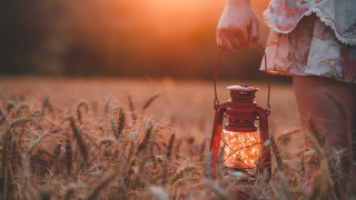 Lantern wheat field sunset neo - radiant free wallpaper