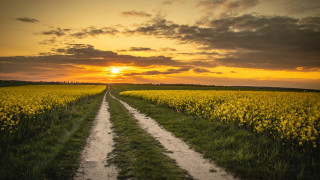 Dirt road yellow flowers sunset 2 - the distance behind free wallpaper