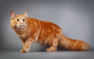 Cat orange blue eyes sad - a gray background free wallpaper