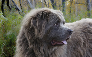 Fluffy dog forest tall grass - dof free wallpaper