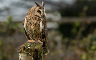 Brown owl wooden post field - owl free wallpaper
