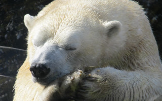 Polar bear sleeping ecological puzzle - a polar bear free wallpaper