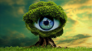 Green eyeball tree surreal sky - realistic eye free wallpaper