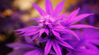 Purple butterfly glowing leaves background - ella guru free wallpaper for desktop