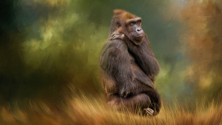 Monkey hugging in field digital - alex petruk ape free wallpaper