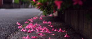 Pink flowers fence street blurry - a line free wallpaper