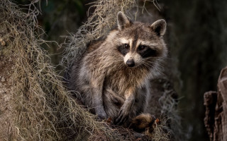 Raccoon tree branch camera neoplasticism - a raccoon free wallpaper