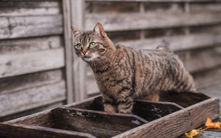 Cat wooden box building blurry - assemblage free wallpaper
