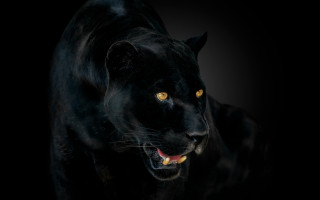 Black panther yellow eyes photorealistic - a black panther free wallpaper