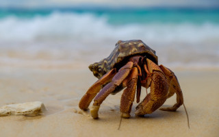 Crab sand ocean rocks wave - a crab free wallpaper