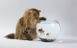 Cat fish bowl ground realistic - institutional critique free wallpaper