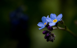 Blue flower yellow center purple - a stem free wallpaper