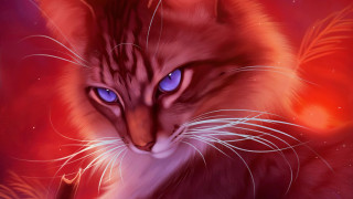 Cat blue eyes feather red - its tail free wallpaper