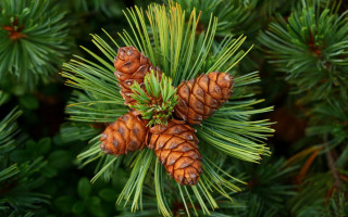 Pine cones branch needles nature - a pine tree branch free wallpaper