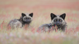 Grey wolves tall grass red - red flower free wallpaper