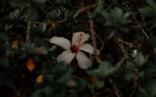 White flower red center green - the dark night time free wallpaper
